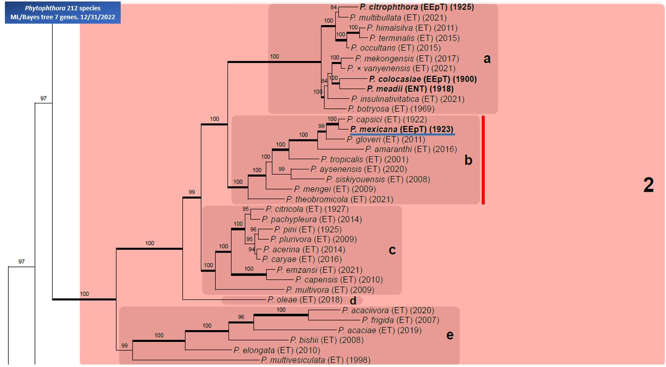 Phytophthora Mexicana (in Progress - Abad Et Al. 2023b) | IDphy